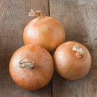 Candy Full-Size Onions