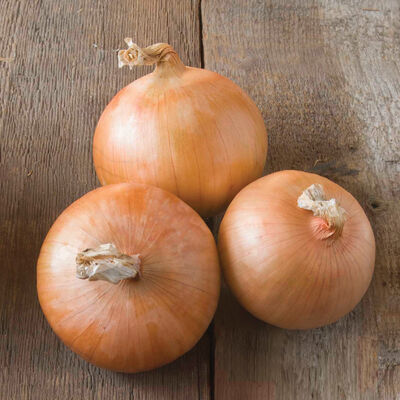 Candy Full-Size Onions