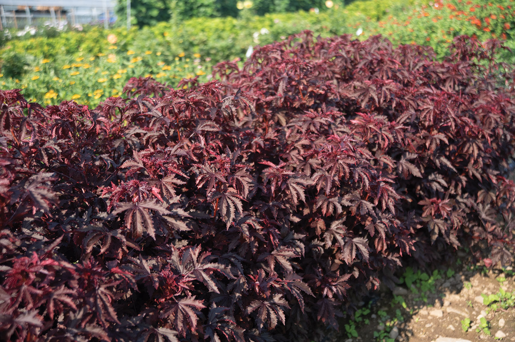 Mahogany sales splendor hibiscus