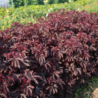 Mahogany Splendor Hibiscus
