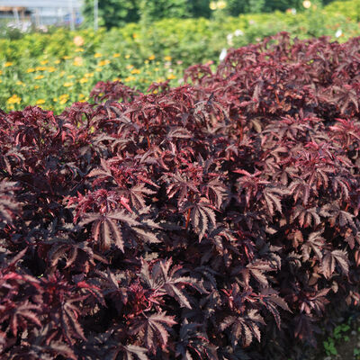 Mahogany Splendor Hibiscus