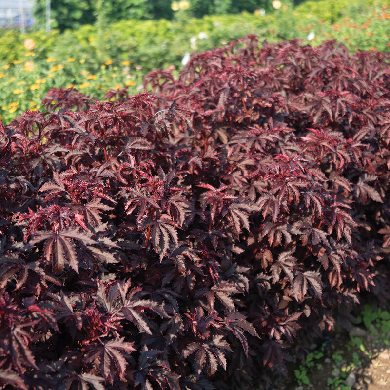 Mahogany Splendor Hibiscus