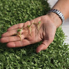 Cilantro Microgreen Herbs
