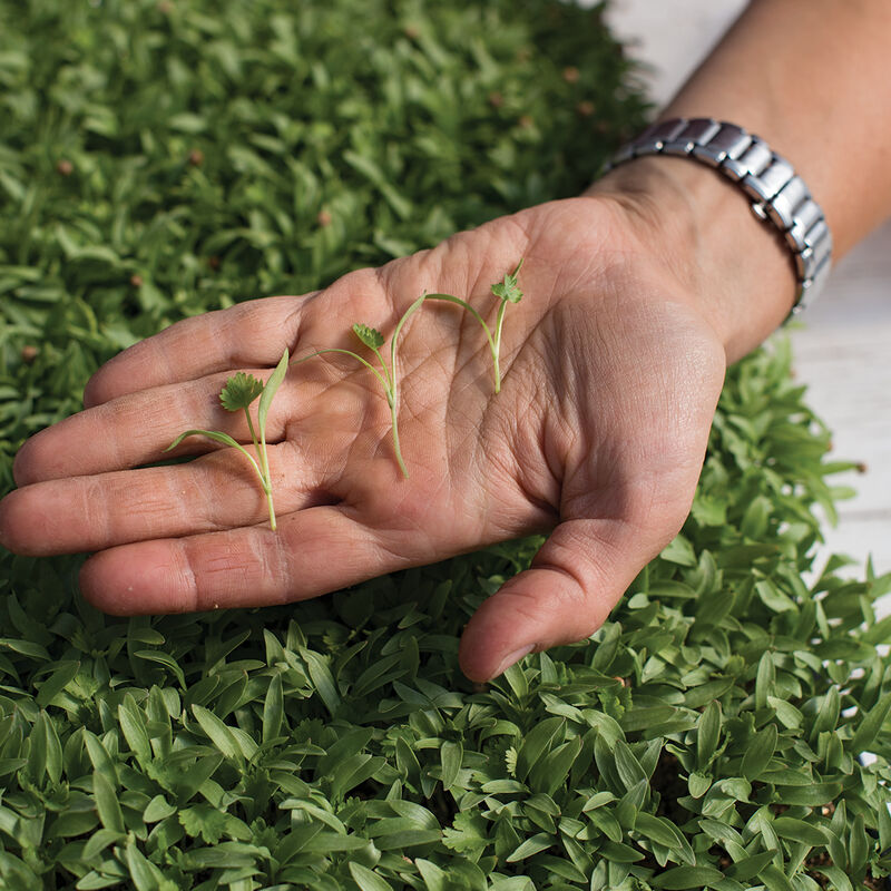 Cilantro Microgreen Herbs