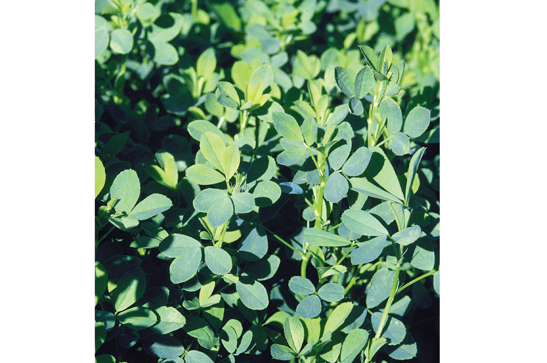 Summer Alfalfa Alfalfa