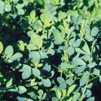 Summer Alfalfa Summer Alfalfa Alfalfa