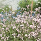 Mystery Rose Cynoglossum