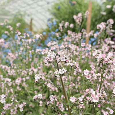 Growing The Beautiful Chinese Forget Me Not - Celtic Roots Farm