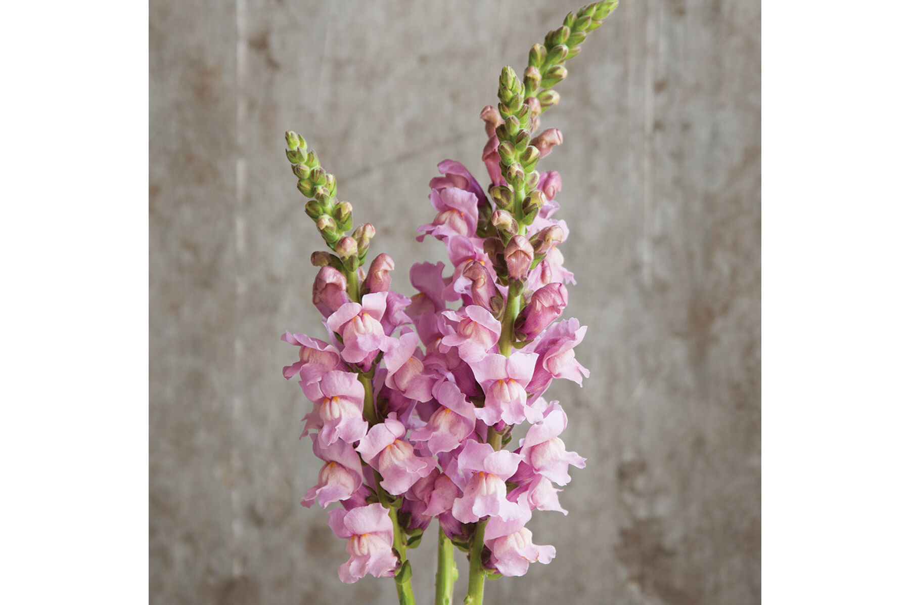 Potomac Lavender - (F1) Snapdragon Seed | Johnny's Selected Seeds
