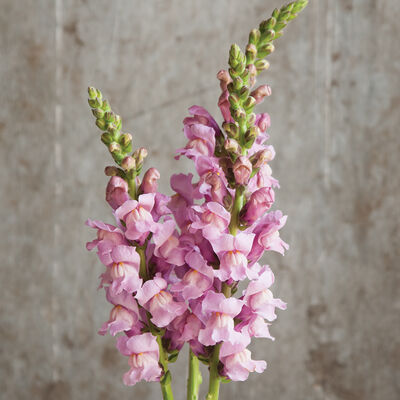 Potomac Lavender Snapdragon