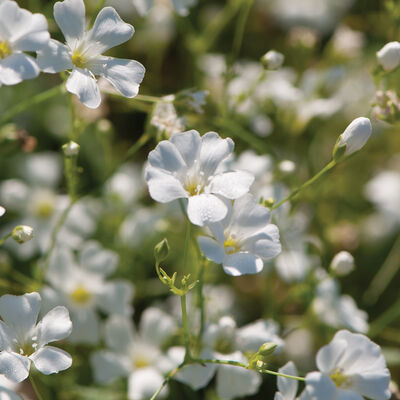 Gypsy White Improved Annual Baby's Breath Seeds - Annual Flower Seeds