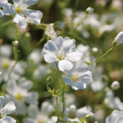 Covent Garden Market Gypsophila (Baby's Breath)