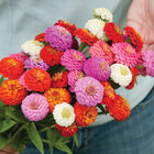 Sunbow Mix Zinnias
