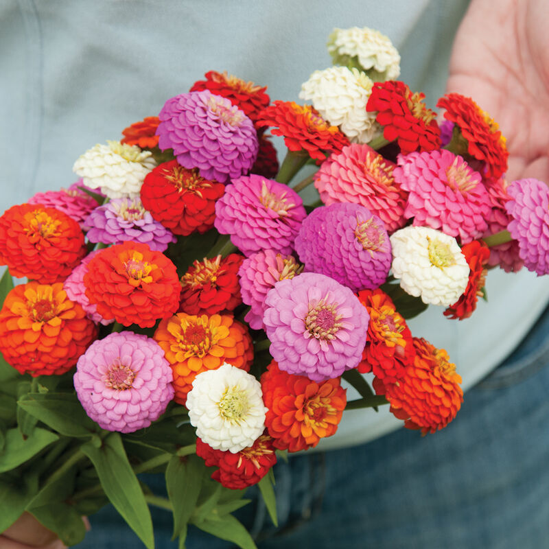 Sunbow Mix Zinnias
