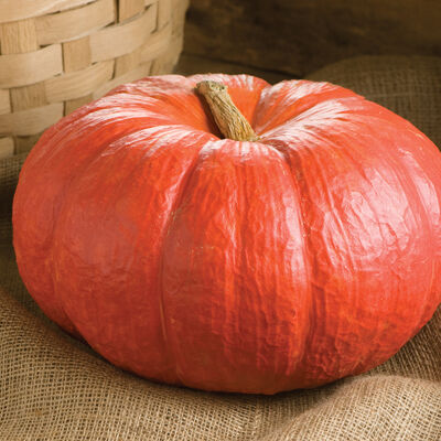 Rouge Vif D'Etampes Specialty Pumpkins