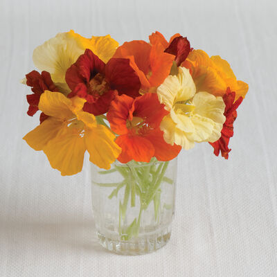 Jewel Mix Jewel Mix Nasturtium