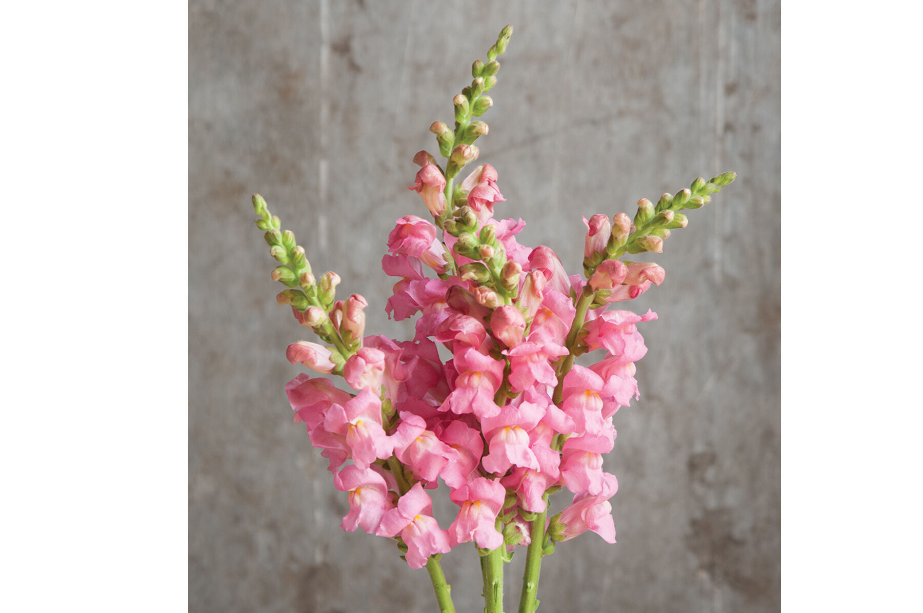 Potomac Pink Improved
