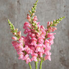 Potomac Pink Potomac Pink Snapdragon