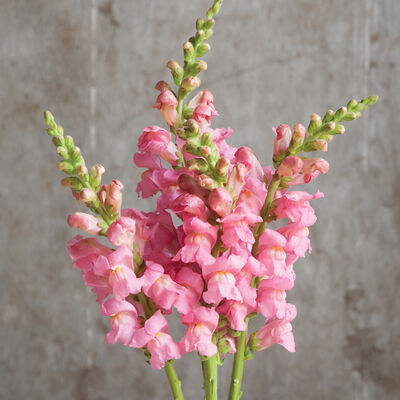 Potomac Pink Potomac Pink Snapdragon