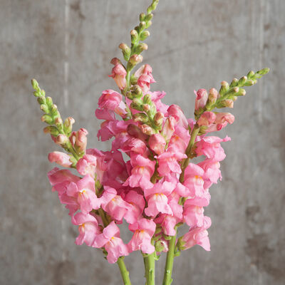 Potomac Pink Improved Snapdragon