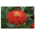 Benary's Giant Scarlet Benary's Giant Series