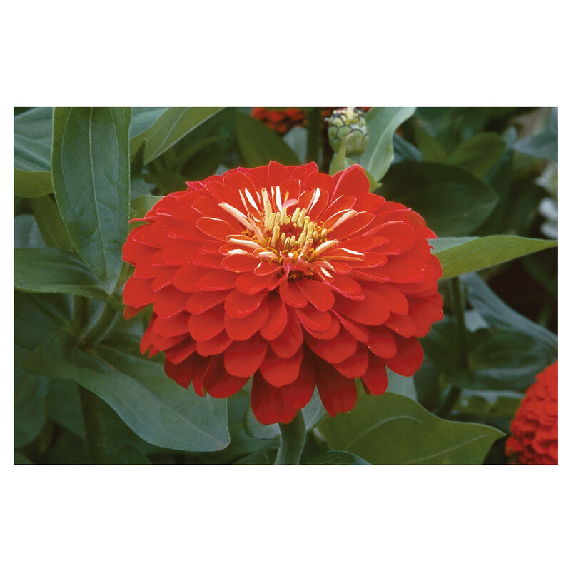 Benary's Giant Scarlet Benary's Giant Series