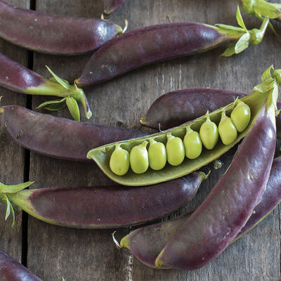 Royal Snap II Snap Peas