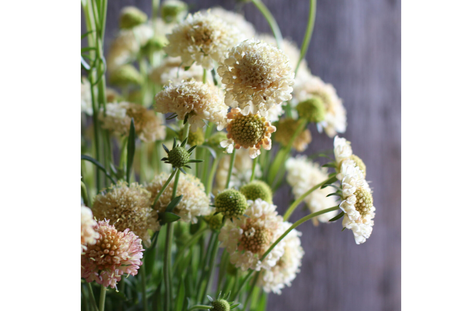 Fata Morgana Scabiosa (Pincushion Flower)