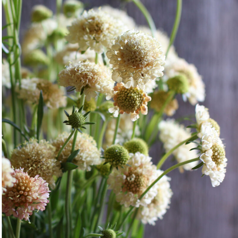 Fata Morgana Scabiosa (Pincushion Flower)