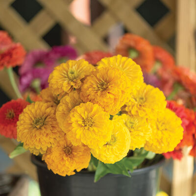 Giant Golden Yellow Zinnias