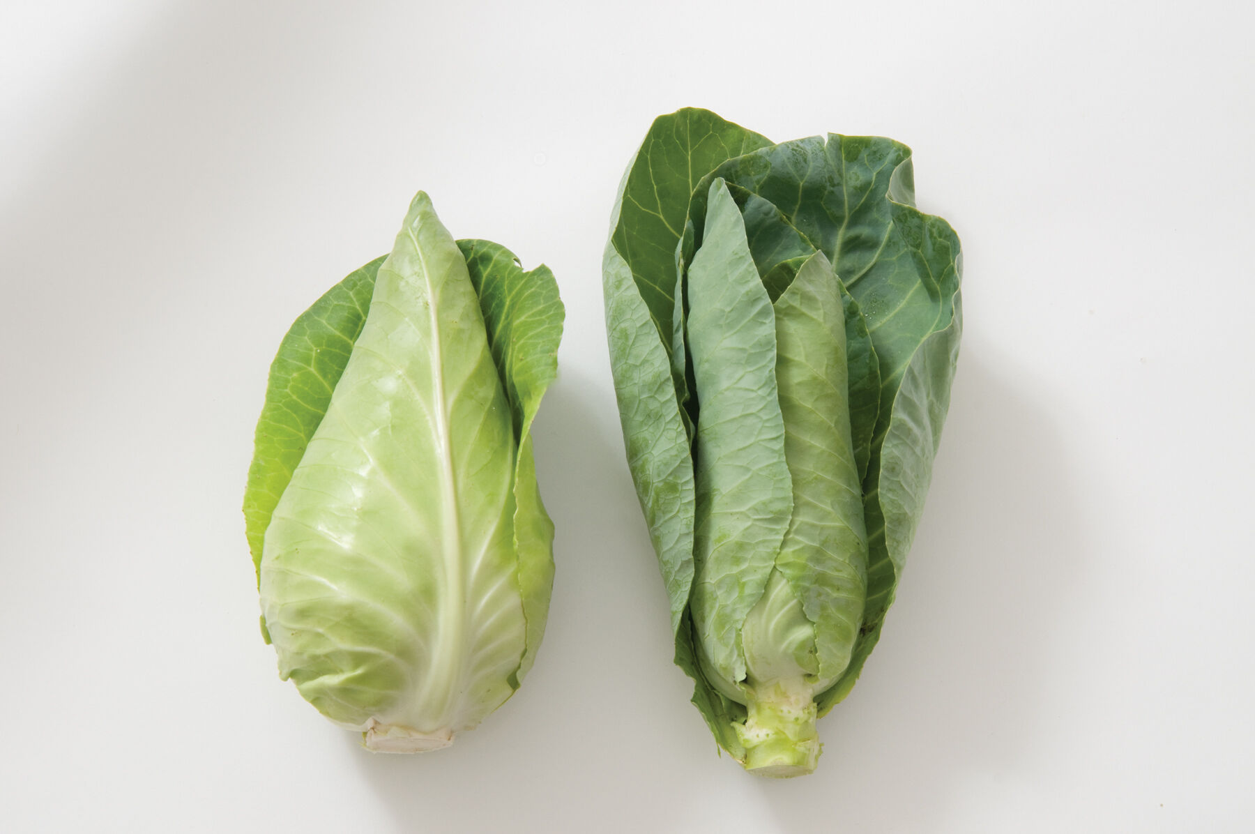 Johnny's Selected Seeds Caraflex Cabbage Seed