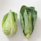 Caraflex Fresh Market Cabbage