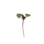 Basil, Bicolor Microgreen Herbs