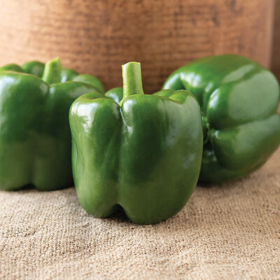 JAPANESE GREEN BELL PEPPER, VEGETABLES, PRODUCTS
