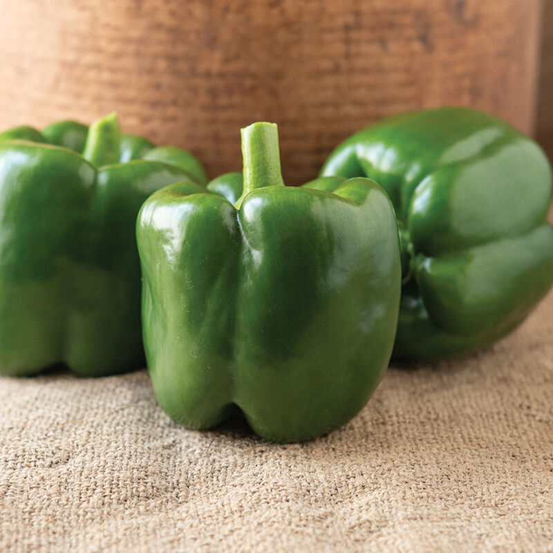 Autry Sweet Bell Peppers