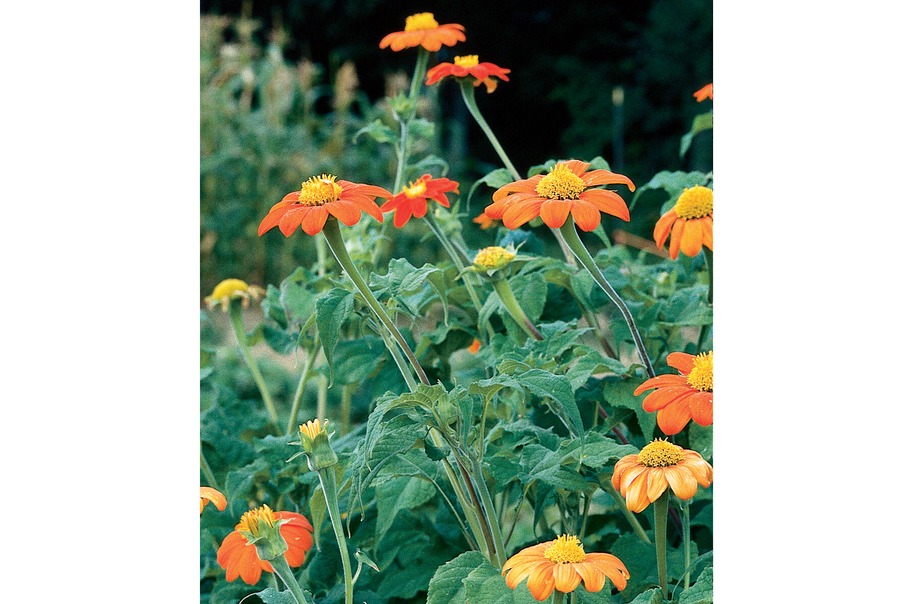 Torch Tithonia (Mexican Sunflower)