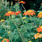 Torch Tithonia (Mexican Sunflower)