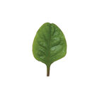Red Malabar Spinach Red Malabar Spinach Specialty Greens