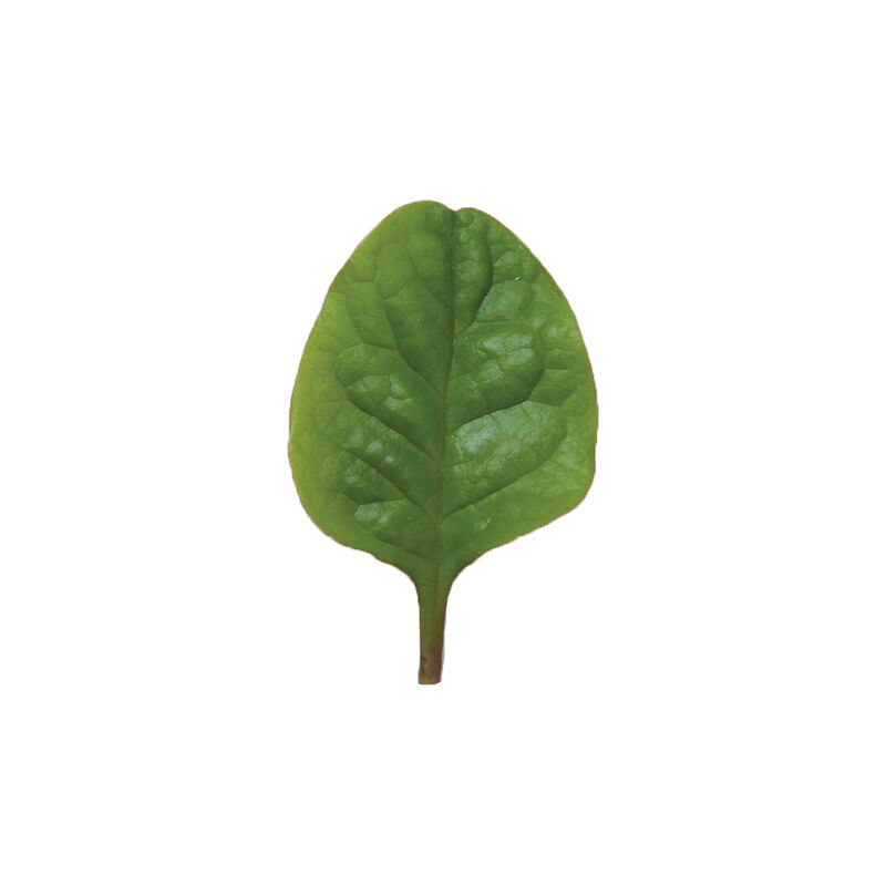 Red Malabar Spinach Red Malabar Spinach Specialty Greens
