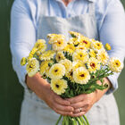 Ivory Princess Calendula