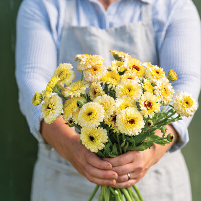 Ivory Princess Calendula