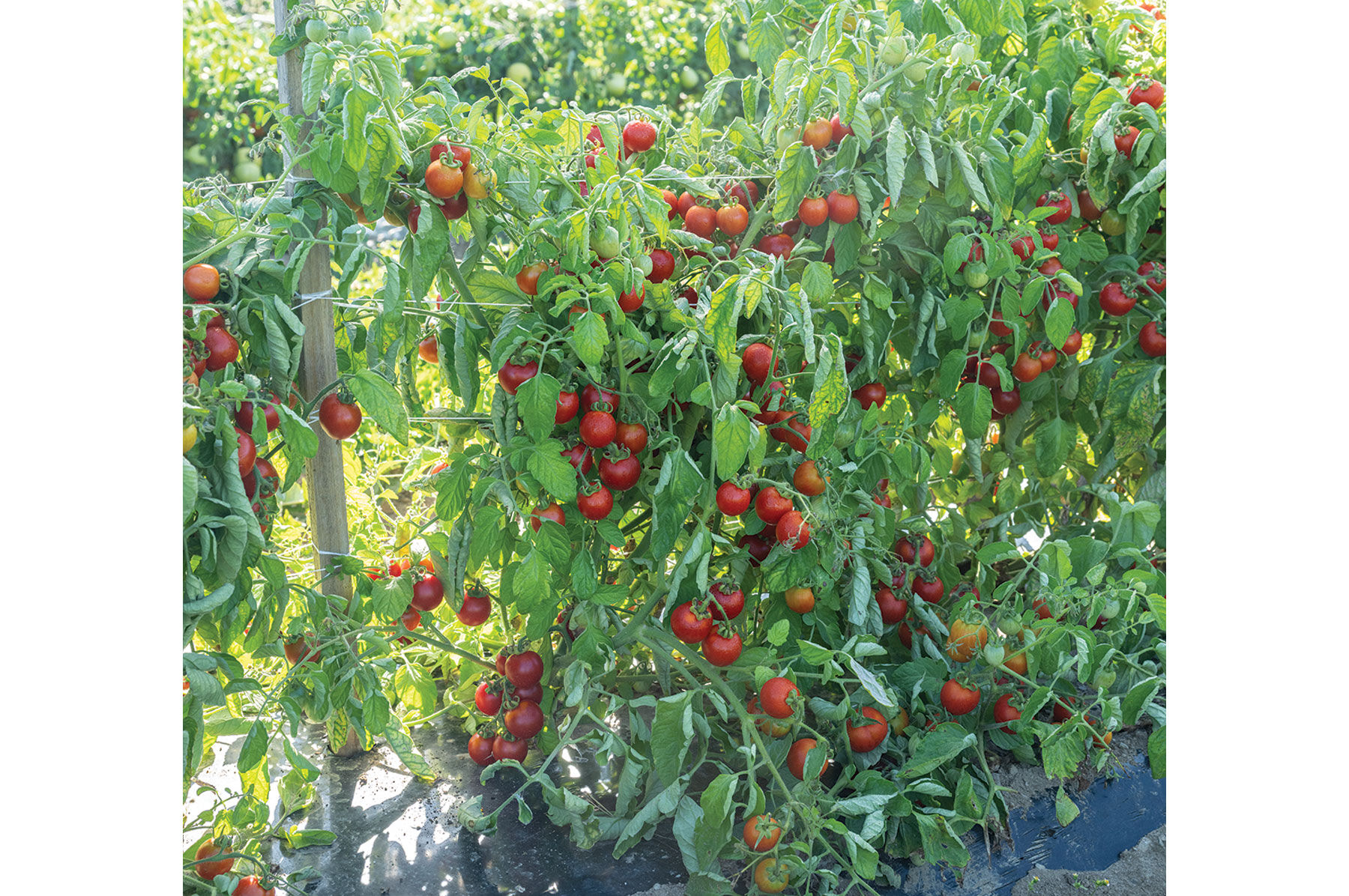 Washington Cherry Cherry Tomatoes