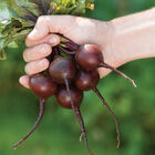 Babybeat Round Beets