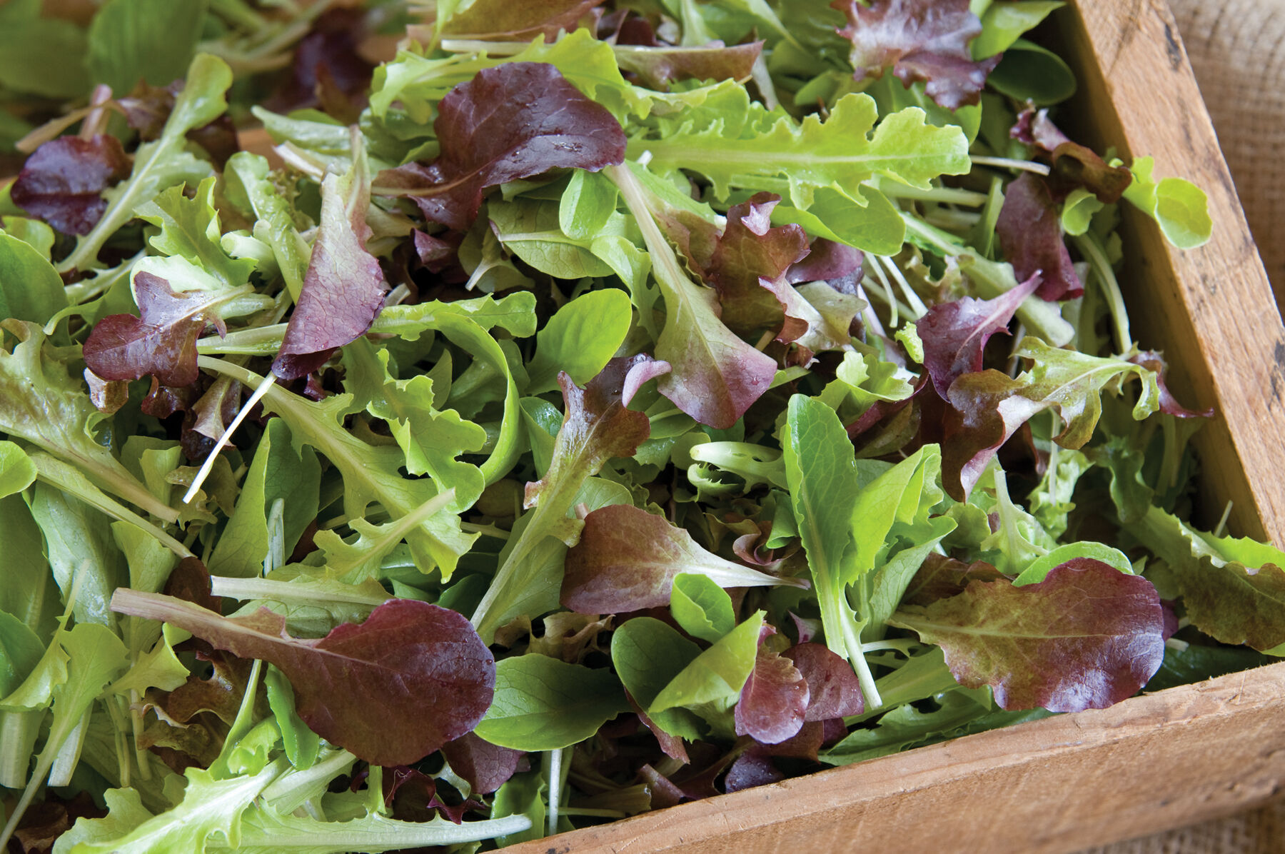 350 Organic Blend Seeds Gourmet Lettuce Unique Tasty Mix 