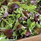 Encore Lettuce Mix Lettuce Mixes