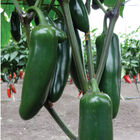 Jedi Hot Peppers