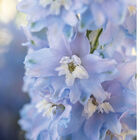 Magic Fountains Sky Blue White Bee Delphinium