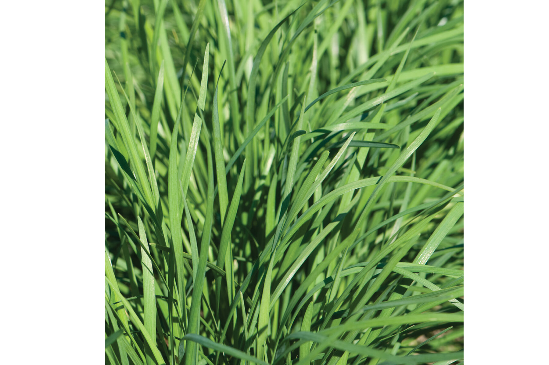 Nira Chinese Leeks (Garlic Chives)