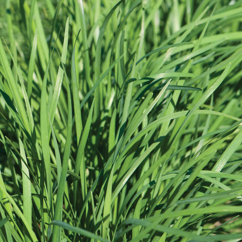 Nira Chinese Leeks (Garlic Chives)