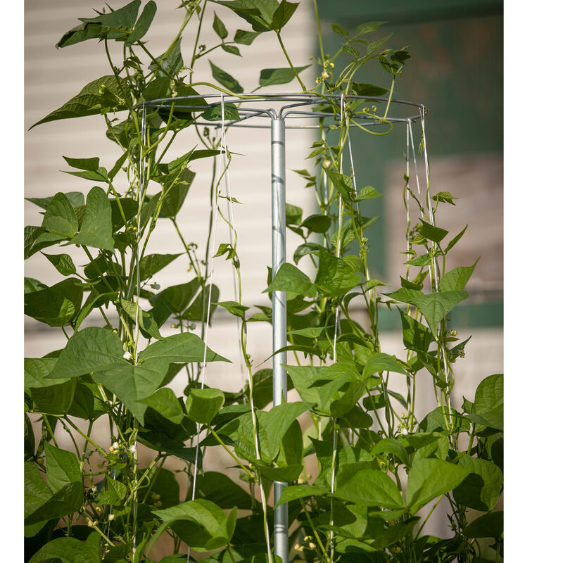 Bean Tower – 60" Cages & Fences